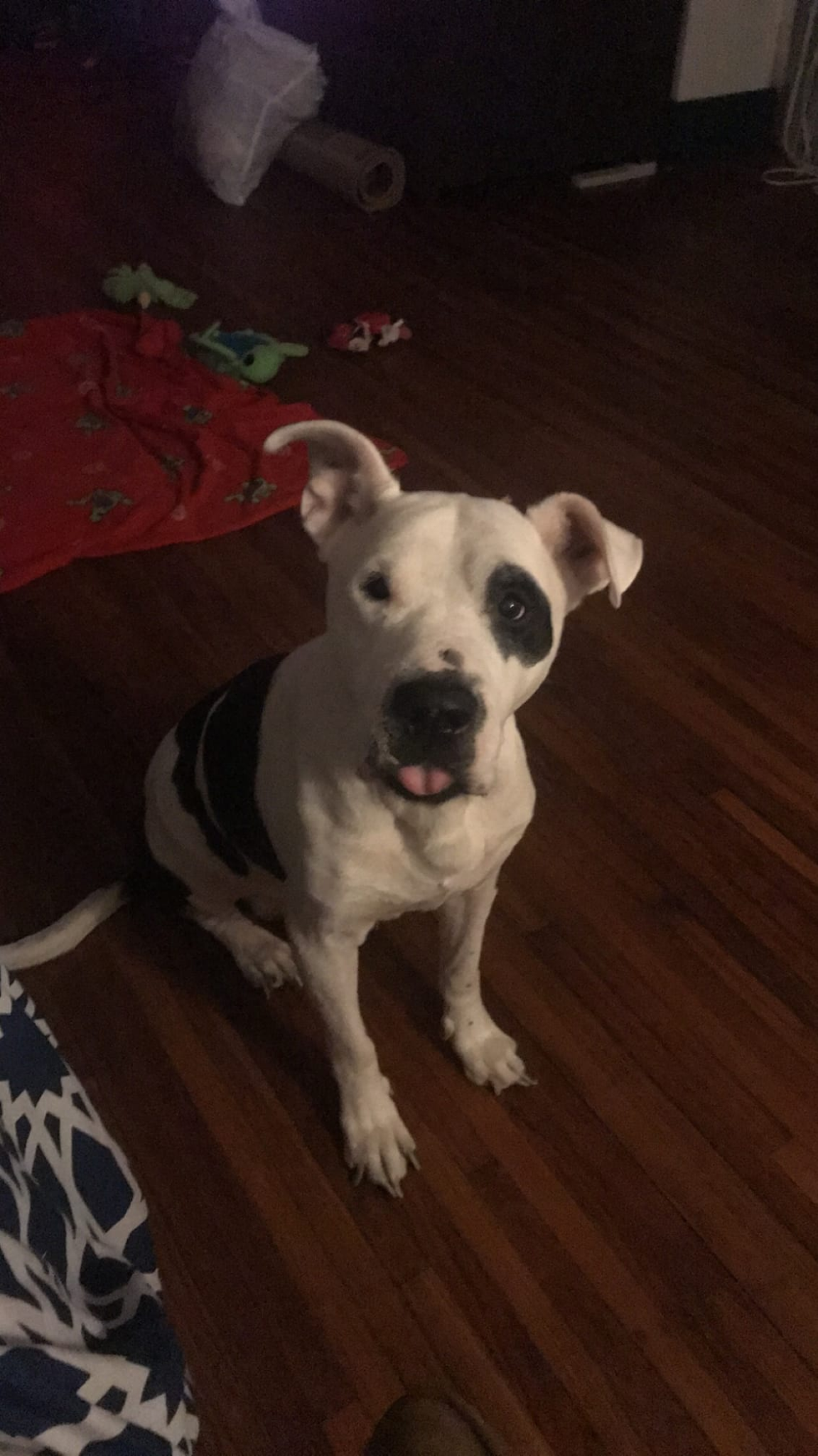 Portrait of Barbosa Lecjaks